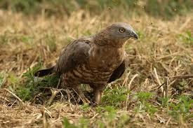 Attēlu rezultāti vaicājumam “Pernis apivorus”