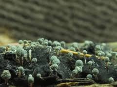 Attēlu rezultāti vaicājumam “Penicillium vulpinum”