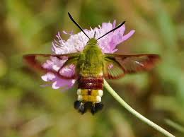 Attēlu rezultāti vaicājumam “Euphydrias aurinia underside”