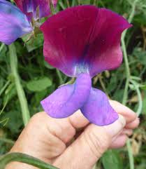 Image result for Lathyrus odoratus
