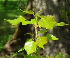 Attēlu rezultāti vaicājumam “Populus x lettland”