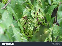 Attēlu rezultāti vaicājumam “Tetraneura ulmi”