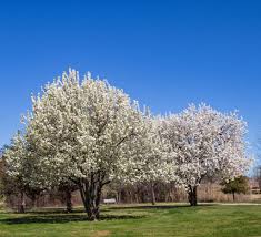 Attēlu rezultāti vaicājumam “Pyrus”