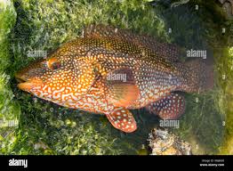 Image result for Labrus bergylta