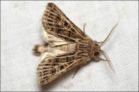 Attēlu rezultāti vaicājumam “Tholera decimalis female”