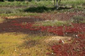 Attēlu rezultāti vaicājumam “Sphagnum palustre”