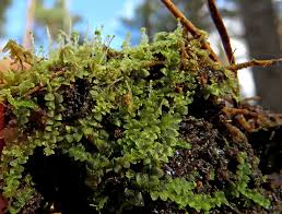 Attēlu rezultāti vaicājumam “Calypogeia neesiana”