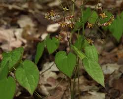 Attēlu rezultāti vaicājumam “Epimedium alpinum  flower”