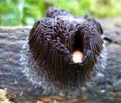 Attēlu rezultāti vaicājumam “Stemonitis flavogenita spores”