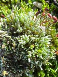 Attēlu rezultāti vaicājumam “Bryum argenteum”