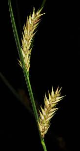 Attēlu rezultāti vaicājumam “Carex vesicaria”