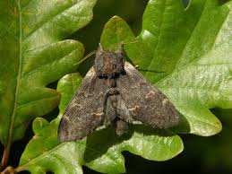 Attēlu rezultāti vaicājumam “Notodonta dromedarius”