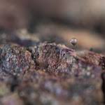 Attēlu rezultāti vaicājumam “Licea minima”