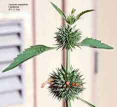 Attēlu rezultāti vaicājumam “Labiatae”