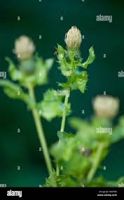 Attēlu rezultāti vaicājumam “Cirsium oleraceum leaf”