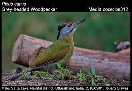 Attēlu rezultāti vaicājumam “Picus canus”