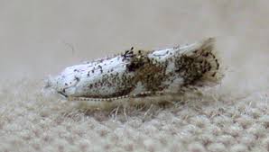 Attēlu rezultāti vaicājumam “Bucculatricidae”