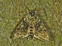 Attēlu rezultāti vaicājumam “Achlya flavicornis”