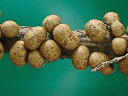 Attēlu rezultāti vaicājumam “Hemitrichia leiotricha spores”