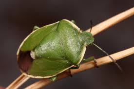 Attēlu rezultāti vaicājumam “Chlorochroa juniperina”