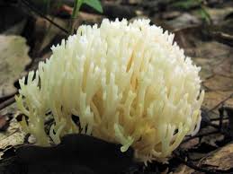 Attēlu rezultāti vaicājumam “Ramariopsis kunzei”