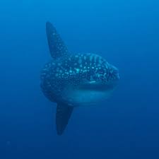 Image result for Mola alexandrini