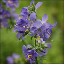 Attēlu rezultāti vaicājumam “Polemonium caeruleum flower”