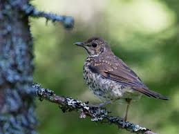Attēlu rezultāti vaicājumam “Turdus philomelos juvenile”