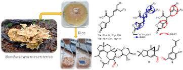 Attēlu rezultāti vaicājumam “Bondarzewia mesenterica”