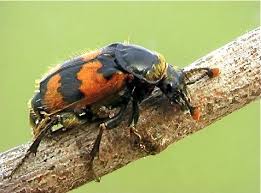 Attēlu rezultāti vaicājumam “Nicrophorus vespillo”