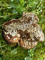 Attēlu rezultāti vaicājumam “Hypocrea pulvinata”