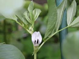 Image result for Chrysanthemum ptarmiciflorum