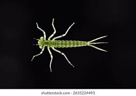 Attēlu rezultāti vaicājumam “Platycnemis pennipes”