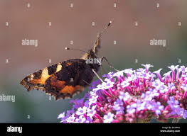 Attēlu rezultāti vaicājumam “Aglais urticae underside”