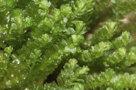 Attēlu rezultāti vaicājumam “Barbilophozia lycopodioides macro”