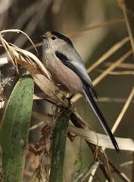 Attēlu rezultāti vaicājumam “Aegithalos caudatus adult”