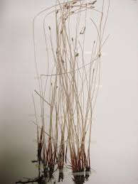 Attēlu rezultāti vaicājumam “Eleocharis uniglumis fruit”