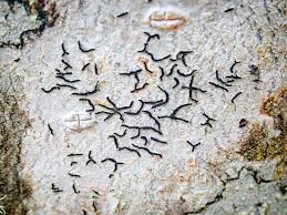 Attēlu rezultāti vaicājumam “Graphis scripta”