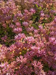 Attēlu rezultāti vaicājumam “Phedimus spurius leaf”