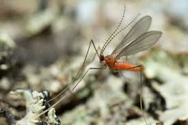 Attēlu rezultāti vaicājumam “Cecidomyiidae”