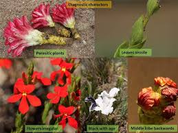 Attēlu rezultāti vaicājumam “Orobanchaceae”