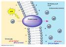 avonapbio / Active Transport