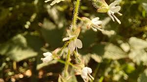 Attēlu rezultāti vaicājumam “Circaea lutetiana flower”