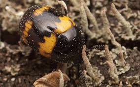 Attēlu rezultāti vaicājumam “Diaperis boleti”