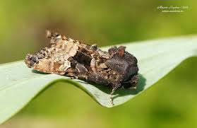 Attēlu rezultāti vaicājumam “Euplexia lucipara”