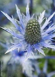 Image result for Blaudistel