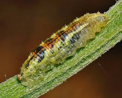 Attēlu rezultāti vaicājumam “Macrosiphoniella millefolii”