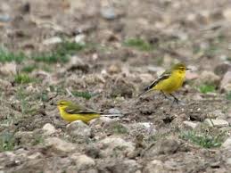 Attēlu rezultāti vaicājumam “Motacilla flava flava adult”