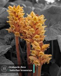 Attēlu rezultāti vaicājumam “Orobanche coerulescens bud”