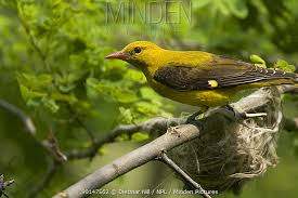 Attēlu rezultāti vaicājumam “Oriolus oriolus female”